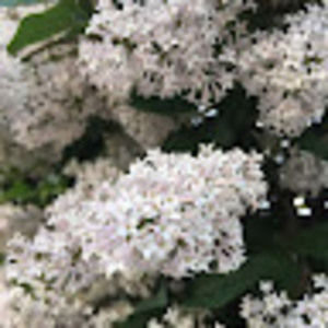 Meet your Posher, Ksenia